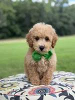 F1B Lucky, a male Cavapoo for sale in Mayfield, KY – 7 of 10