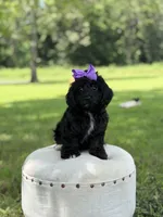 Luna, a female Cavapoo for sale in Mayfield, KY – 3 of 10
