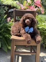 AKC Higgins, a male Poodle - Miniature  for sale in Mayfield, KY – 9 of 10