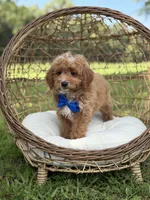 Bentley, a male Miniature Goldendoodle for sale in Mayfield, KY – 5 of 10