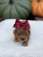 Burgundy bow f, a female Cavapoo for sale in Mayfield, KY – 6 of 6