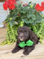 Chocolate M, a male Havapoo for sale in Mayfield, KY – 4 of 9