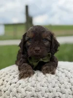Hank, a male Cavapoo for sale in Mayfield, KY – 5 of 10