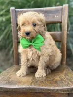Booker, a male Miniature Goldendoodle for sale in Mayfield, KY – 7 of 7
