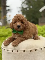 Patrick , a male Miniature Goldendoodle for sale in Mayfield, KY – 5 of 7