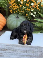 F1 Scout, a male Cavapoo for sale in Mayfield, KY – 4 of 10