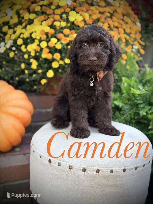 F1 Camden – Cockapoo puppy for sale in Mayfield, KY