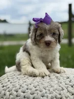 Hannah, a female Cavapoo for sale in Mayfield, KY – 8 of 10