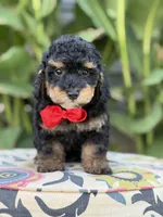 Evan, a male Miniature Bernedoodle for sale in Mayfield, KY – 6 of 10