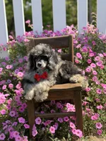 AKC Porter, a male Poodle - Toy  for sale in Mayfield, KY – 7 of 10