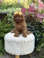 Robin, a female Cavapoo for sale in Mayfield, KY – 7 of 10