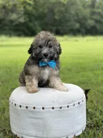 Chocolate sable M, a male Havapoo for sale in Mayfield, KY – 8 of 10