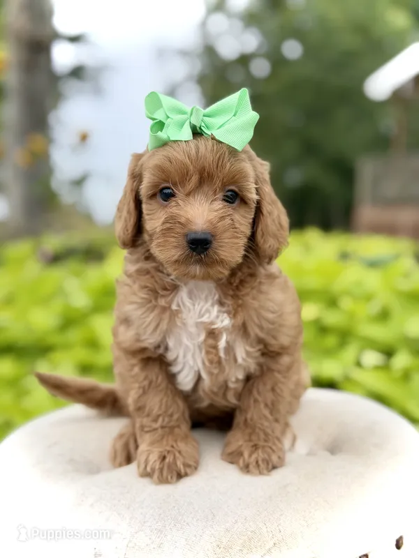 Patty – Miniature Goldendoodle puppy for sale in Mayfield, KY