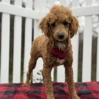 AKC Blaze, a male Poodle - Miniature  for sale in Mayfield, KY – Photo 1 of 9