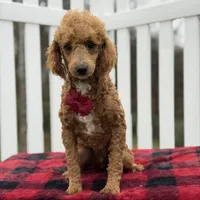 AKC Blaze, a male Poodle - Miniature  for sale in Mayfield, KY – Photo 3 of 9
