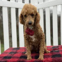 AKC Blaze, a male Poodle - Miniature  for sale in Mayfield, KY – Photo 9 of 9