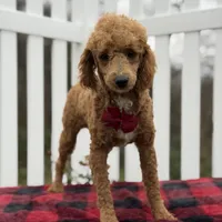 AKC Blaze, a male Poodle - Miniature  for sale in Mayfield, KY – Photo 2 of 9