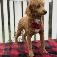 AKC Blaze, a male Poodle - Miniature  for sale in Mayfield, KY – Photo 4 of 9