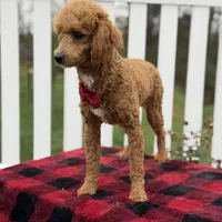 AKC Blaze, a male Poodle - Miniature  for sale in Mayfield, KY – Photo 7 of 9