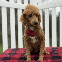 AKC Blaze, a male Poodle - Miniature  for sale in Mayfield, KY – Photo 6 of 9