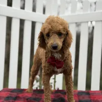 AKC Blaze, a male Poodle - Miniature  for sale in Mayfield, KY – Photo 5 of 9