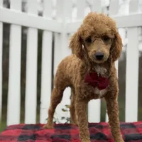 AKC Blaze, a male Poodle - Miniature  for sale in Mayfield, KY – Photo 8 of 9