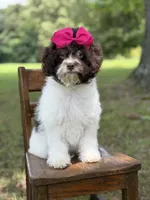 F1B Tiffany, a female Cavapoo for sale in Mayfield, KY – 5 of 10