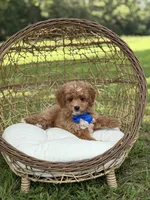 Bentley, a male Miniature Goldendoodle for sale in Mayfield, KY – 9 of 10