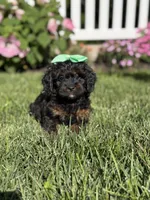 F1 Abby, a female Cavapoo for sale in Mayfield, KY – 2 of 6