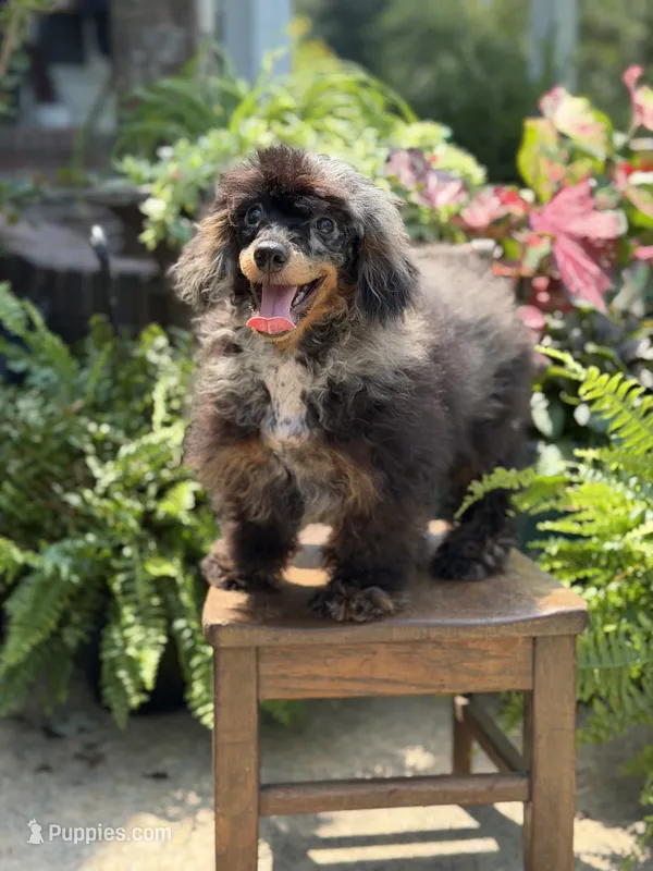 AKC DNA tested Finn – Poodle - Miniature  puppy for sale in Mayfield, KY