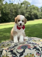F1B Lincoln, a male Cavapoo for sale in Mayfield, KY – 3 of 10