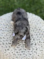 F1B Topper, a male Maltipoo for sale in Mayfield, KY – 2 of 6