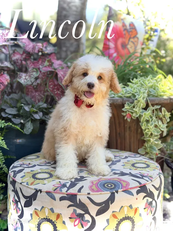 F1B Lincoln – Cavapoo puppy for sale in Mayfield, KY