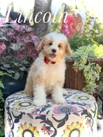 F1B Lincoln, a male Cavapoo for sale in Mayfield, KY – 1 of 10