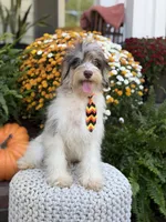 Freedom, a male Miniature Bernedoodle for sale in Mayfield, KY – 4 of 10