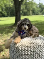 AKC Hunter, a male Poodle - Miniature  for sale in Mayfield, KY – 4 of 10