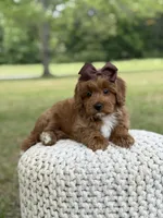 Adley, a female Miniature Goldendoodle for sale in Mayfield, KY – 6 of 10