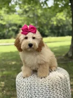 Nelly, a female Miniature Goldendoodle for sale in Mayfield, KY – 4 of 10