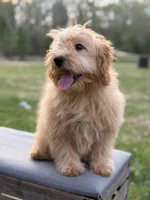 Mariah, a female Miniature Goldendoodle for sale in Mayfield, KY – Photo 4 of 8