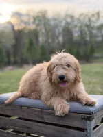 Mariah, a female Miniature Goldendoodle for sale in Mayfield, KY – Photo 2 of 8