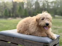 Mariah, a female Miniature Goldendoodle for sale in Mayfield, KY – Photo 5 of 8