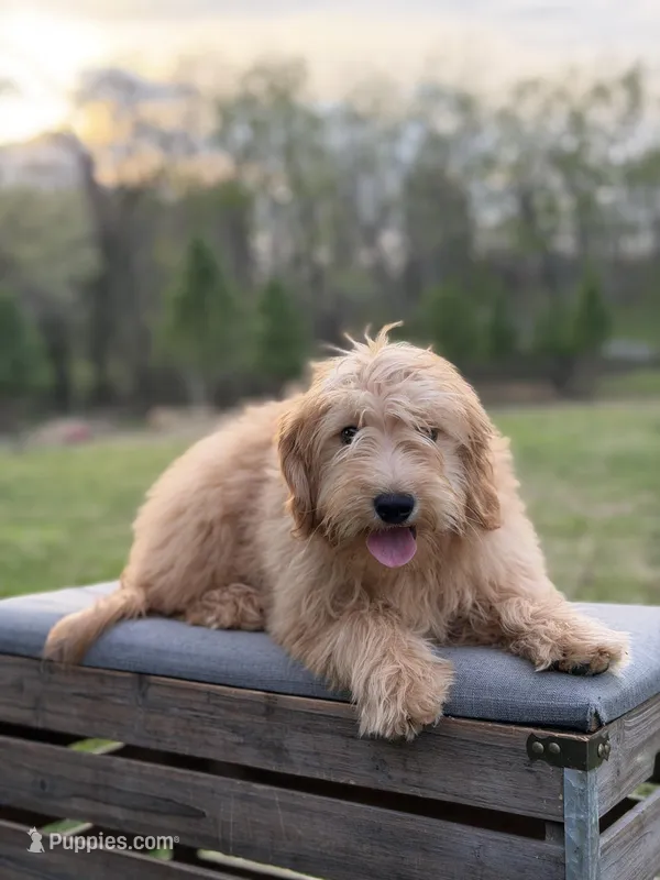 Mariah – Miniature Goldendoodle puppy for sale in Mayfield, KY