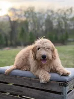 Mariah, a female Miniature Goldendoodle for sale in Mayfield, KY – Photo 1 of 8