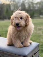 Mariah, a female Miniature Goldendoodle for sale in Mayfield, KY – Photo 8 of 8