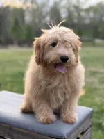 Mariah, a female Miniature Goldendoodle for sale in Mayfield, KY – Photo 3 of 8