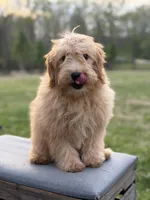 Mariah, a female Miniature Goldendoodle for sale in Mayfield, KY – Photo 6 of 8