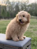 Mariah, a female Miniature Goldendoodle for sale in Mayfield, KY – Photo 7 of 8