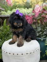 F1B Bernice , a female Bernedoodle for sale in Mayfield, KY – 7 of 10
