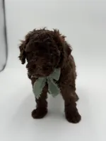 F1B Carson, a male Cavapoo for sale in Mayfield, KY – Photo 4 of 10