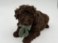 F1B Carson, a male Cavapoo for sale in Mayfield, KY – Photo 2 of 10